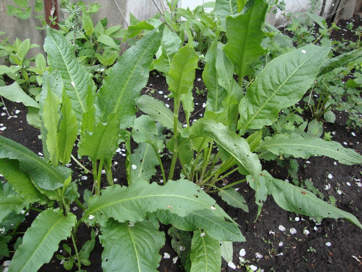 Съедобные травы