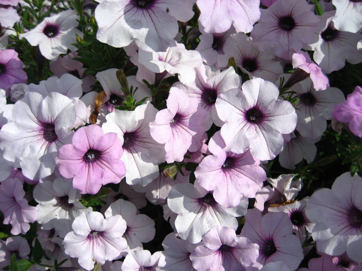 Петуния ампельная f1 Тайдал Вейв Сильвер