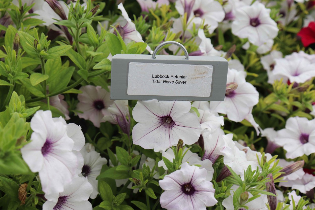 Петуния Тайдал Вейв Сильвер