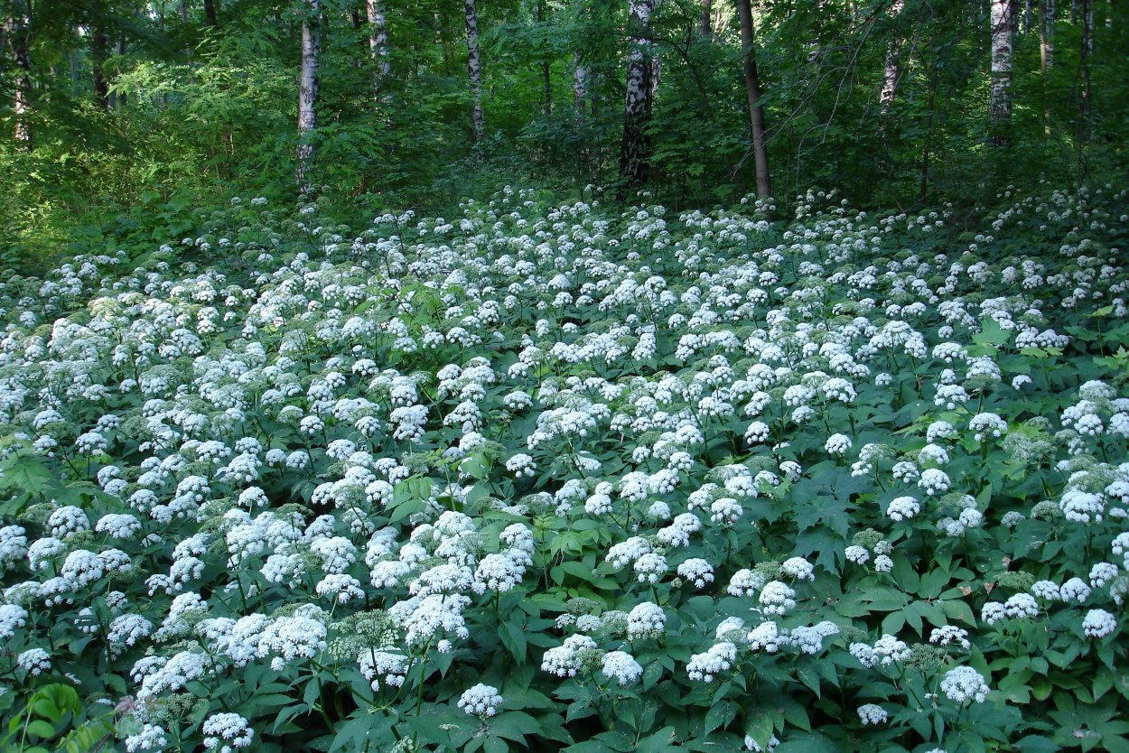 Борщевик, пырей, сныть, мокрица, осот