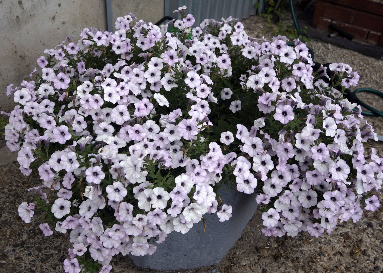 Петуния Тайдал Вейв