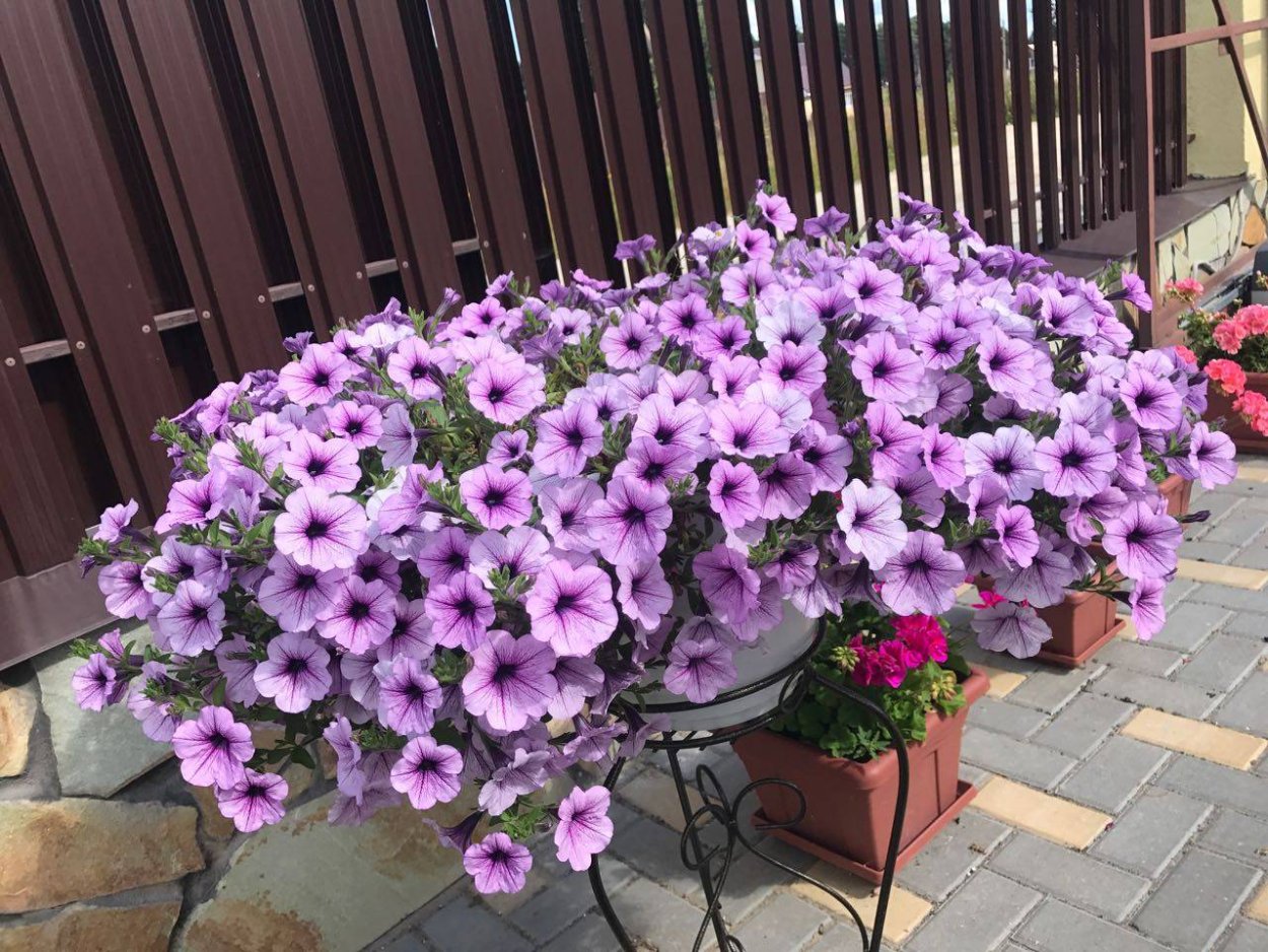 Петуния ИЗИ Вейв Плам Вейн