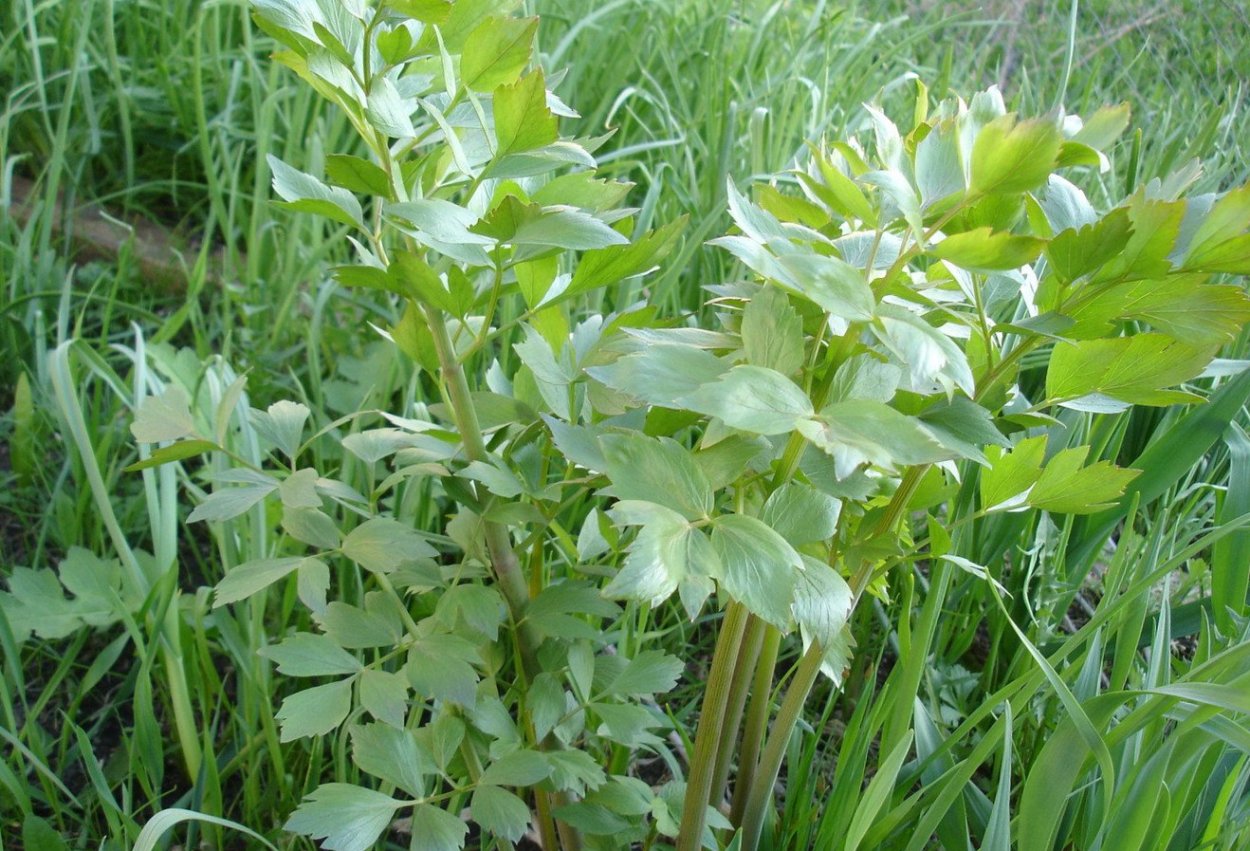 Щавелек малый сорняк