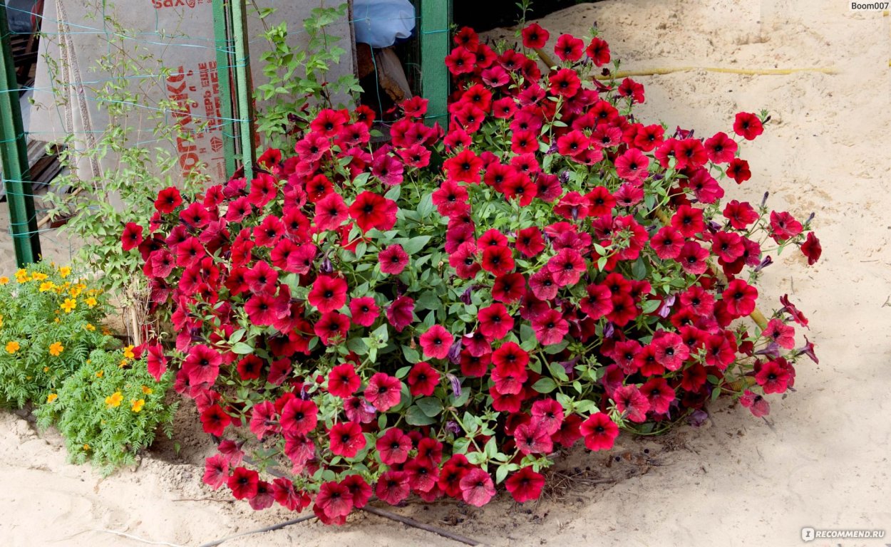 Петуния Тайдал Вейв черри