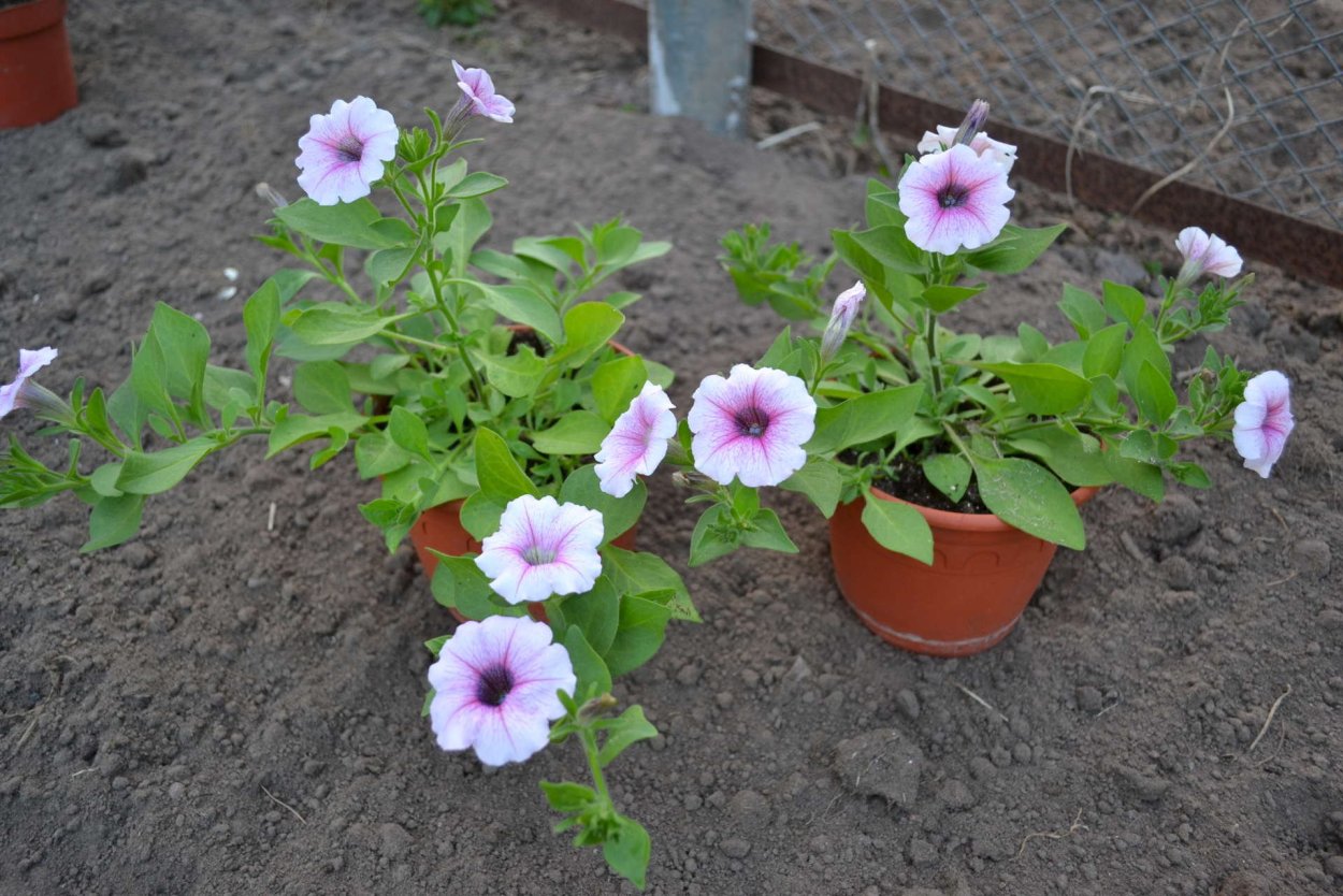 Петуния Тайфун Сильвер