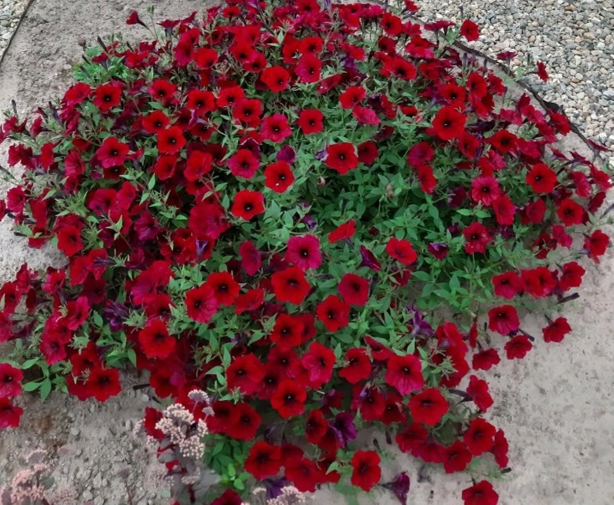 Петуния Тайдал Вейв