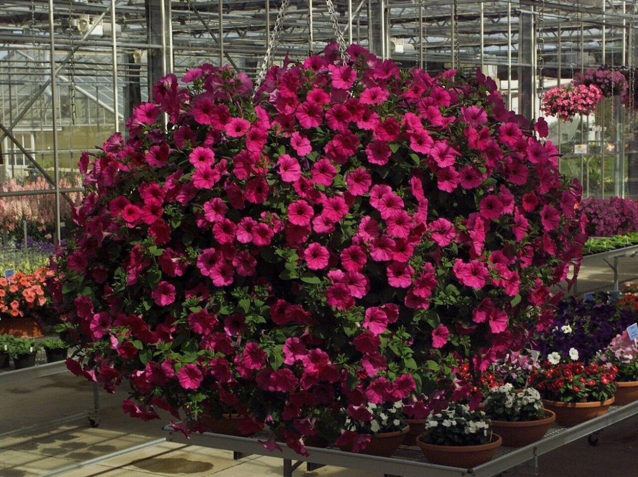 Петуния Тайдал черри