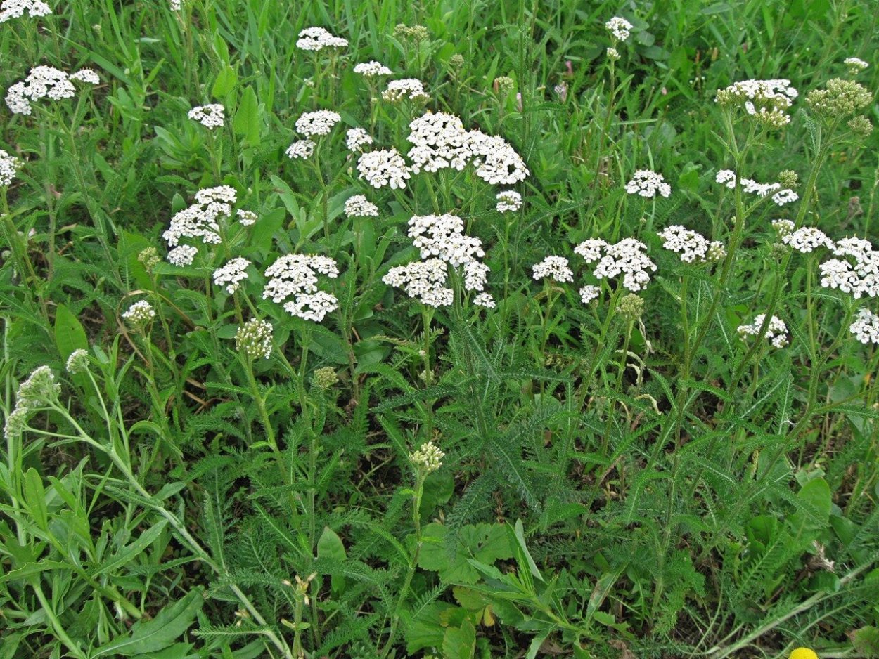 Любисток зелень