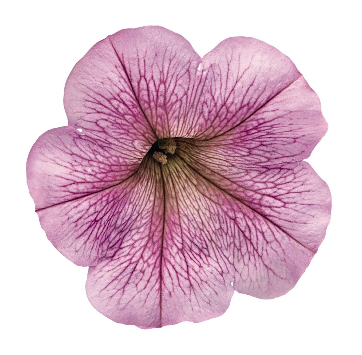 Петуния success Silver Vein