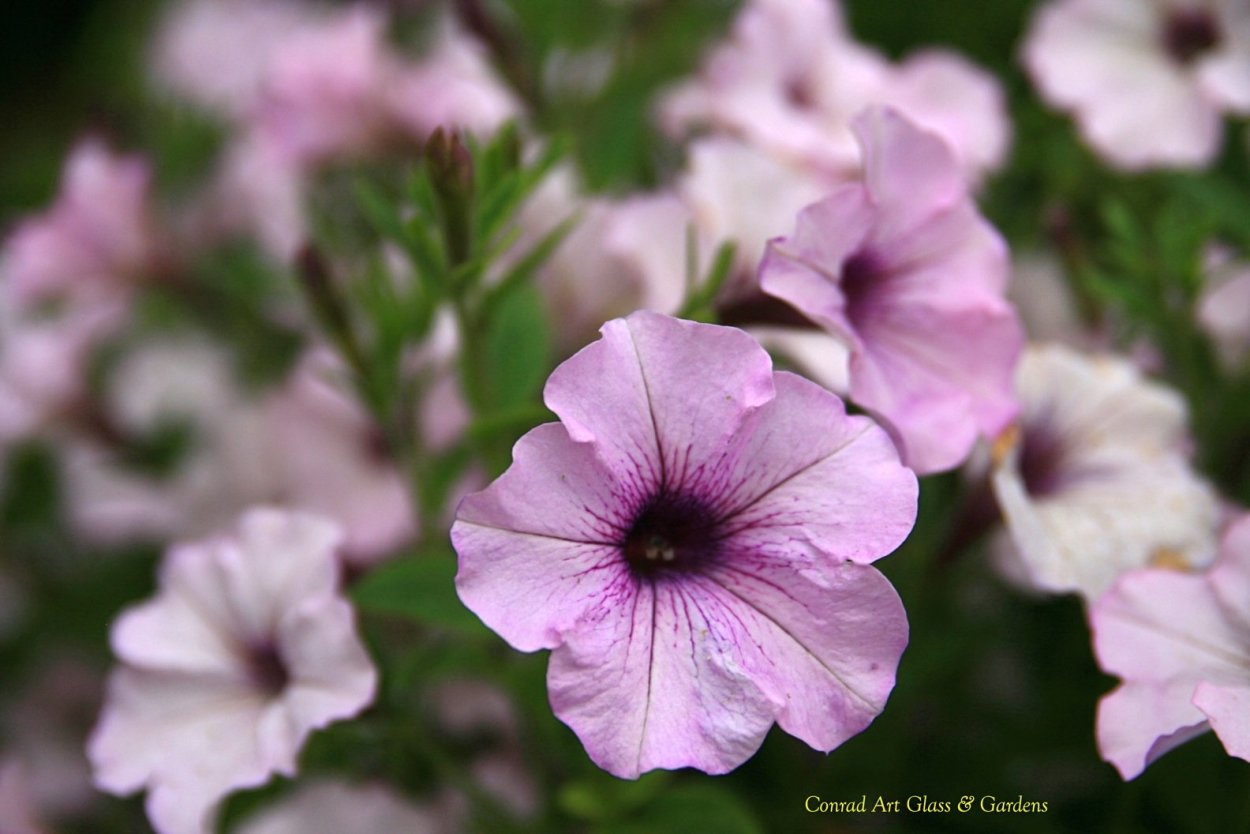 Петуния Сильвер Вейн
