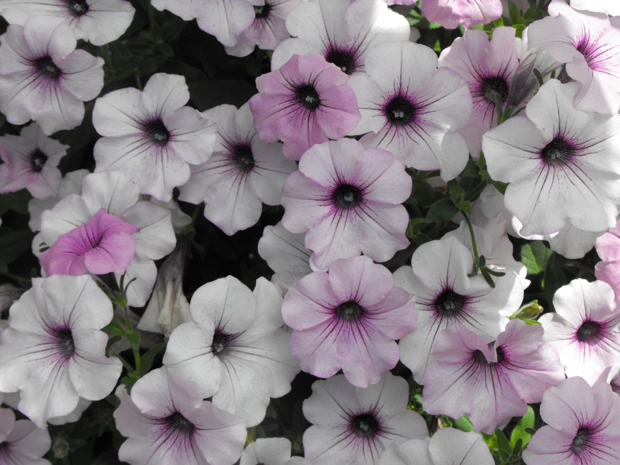 Петуния ампельная Рамблин ред