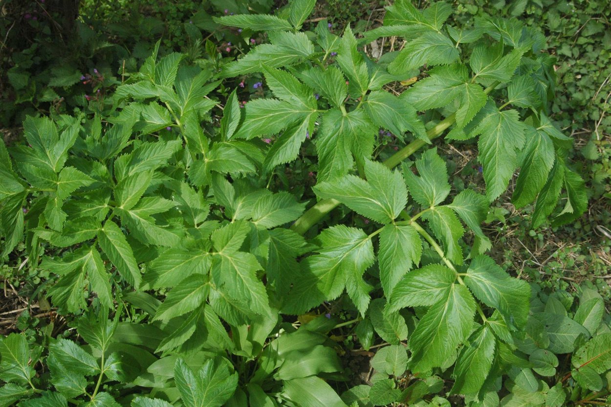 Щавель (Rumex)