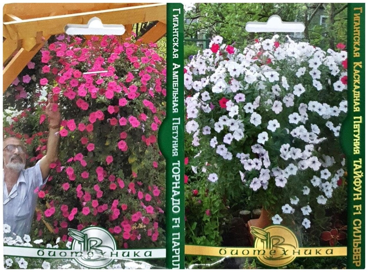 Гигантская ампельная петуния Торнадо f1 Сильвер