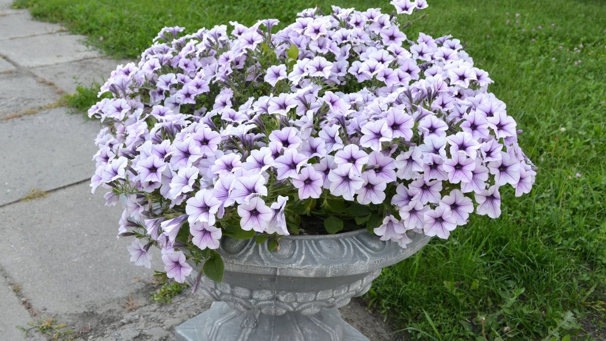 Петуния ампельная гибридная Tidal Wave f1 Purple