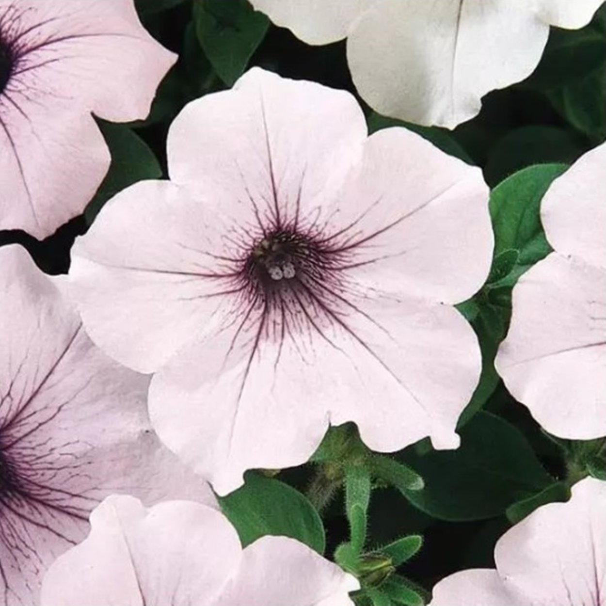 Петуния Тайдал Сильвер