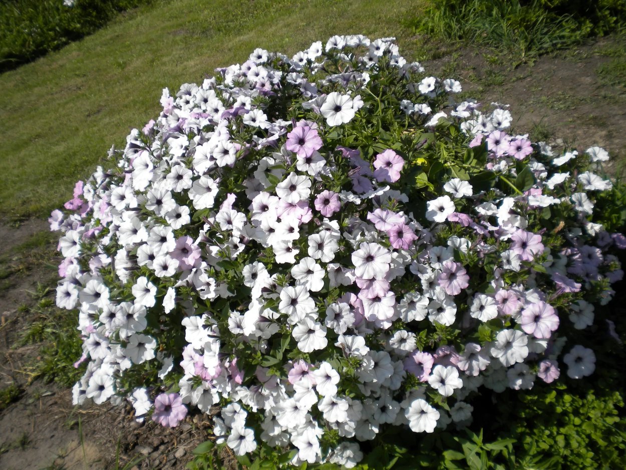 Петуния Тайфун Сильвер