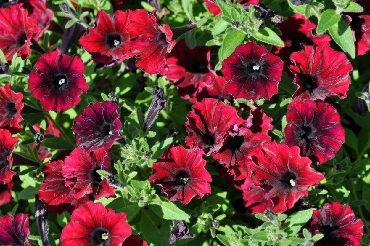 Петуния ампельная Тайдал Вейв Парпл