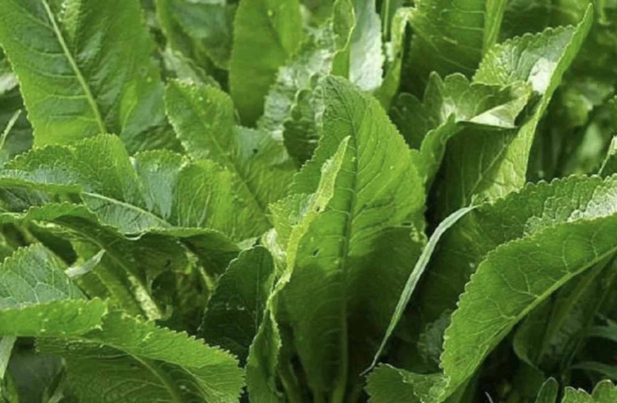 Салат Бурнет