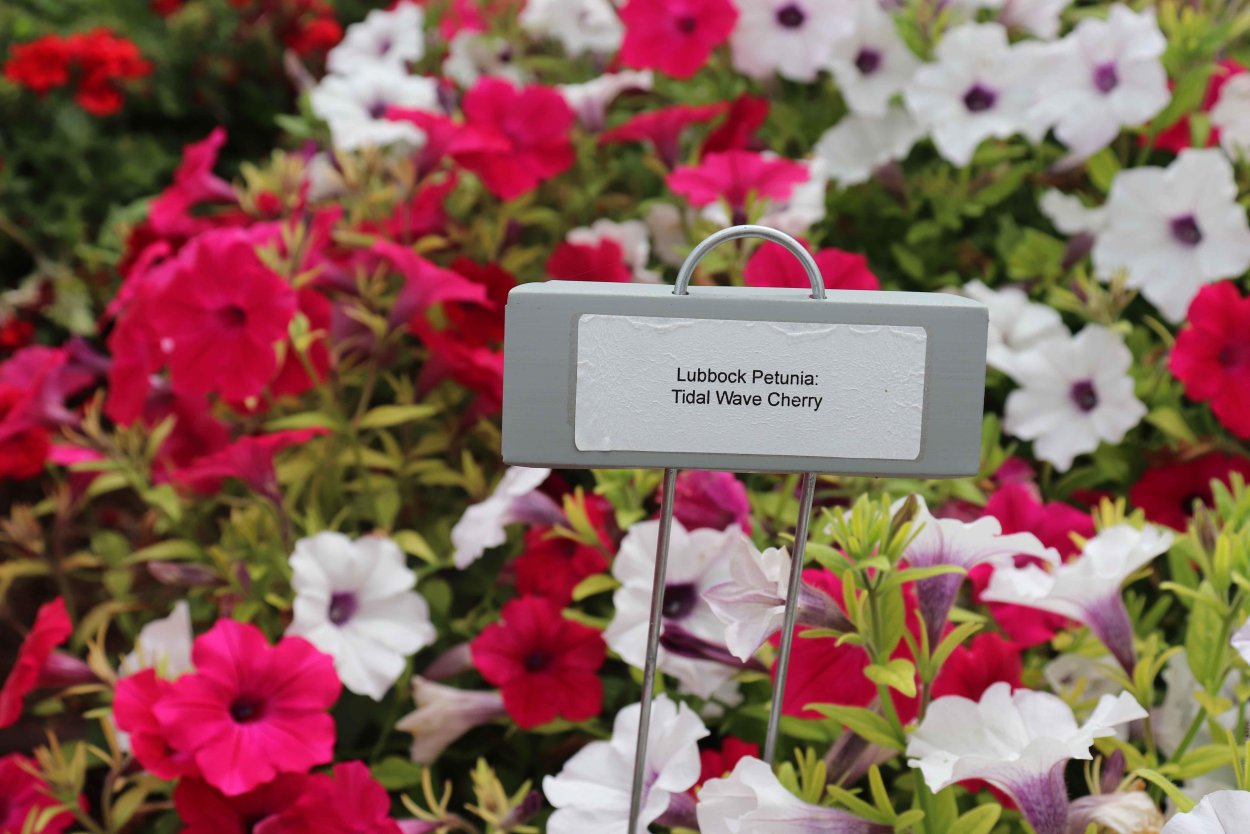 Петуния Тайфун перпл