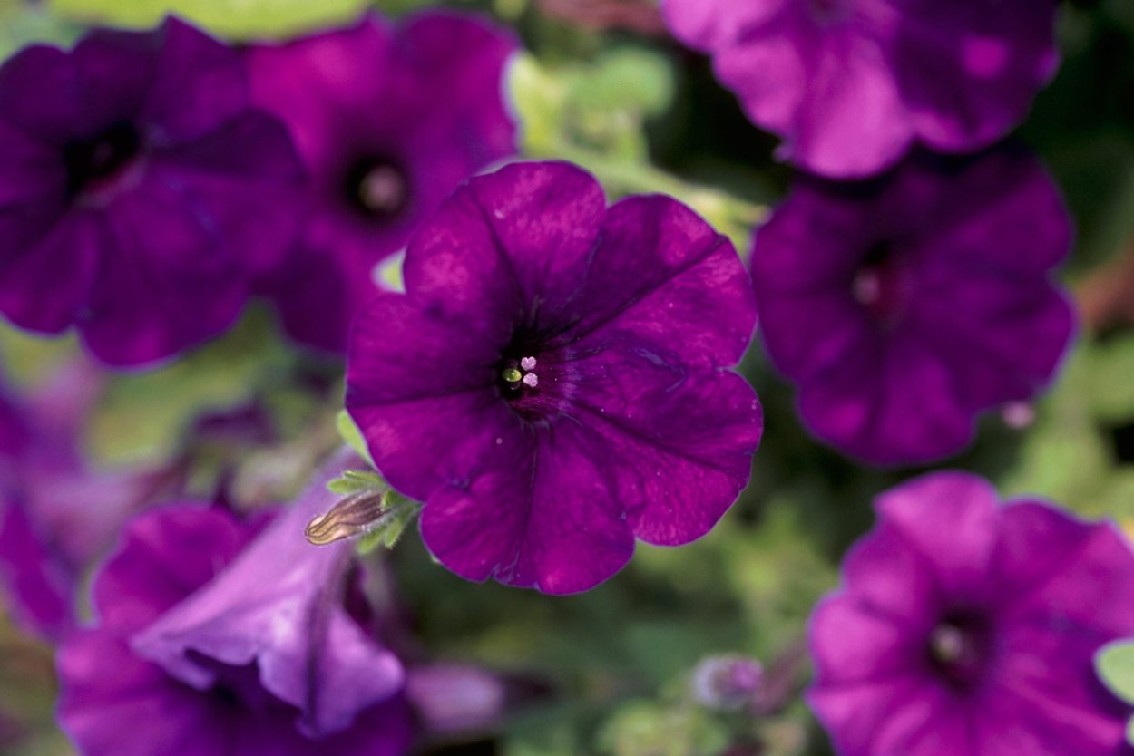 Петуния Тайдал Вейв черри партнер