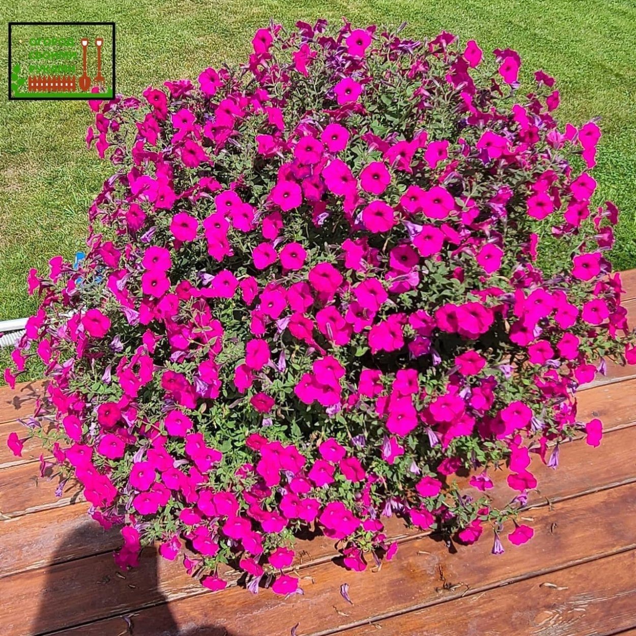 Петуния волна морская