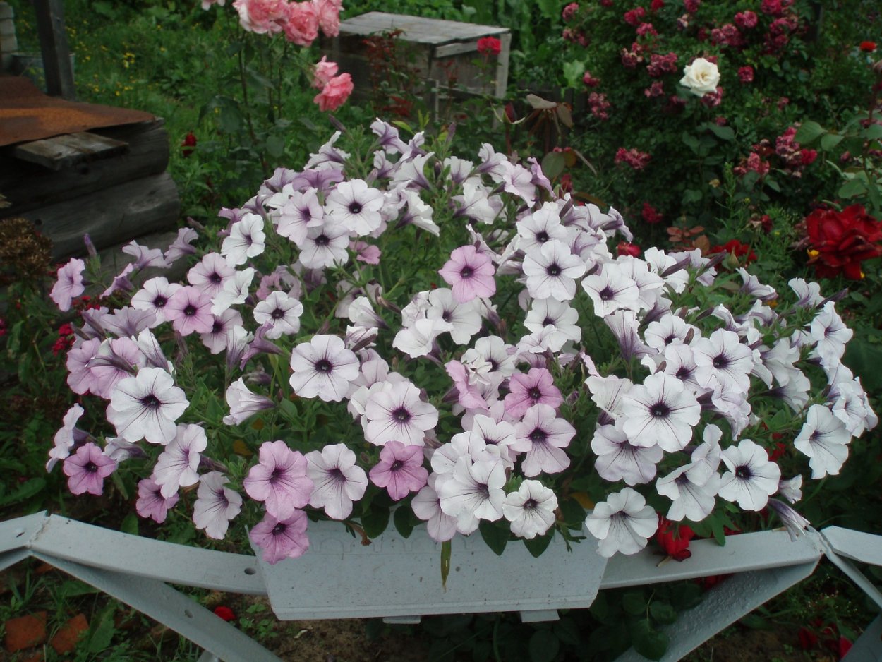 Петуния Торнадо Сильвер