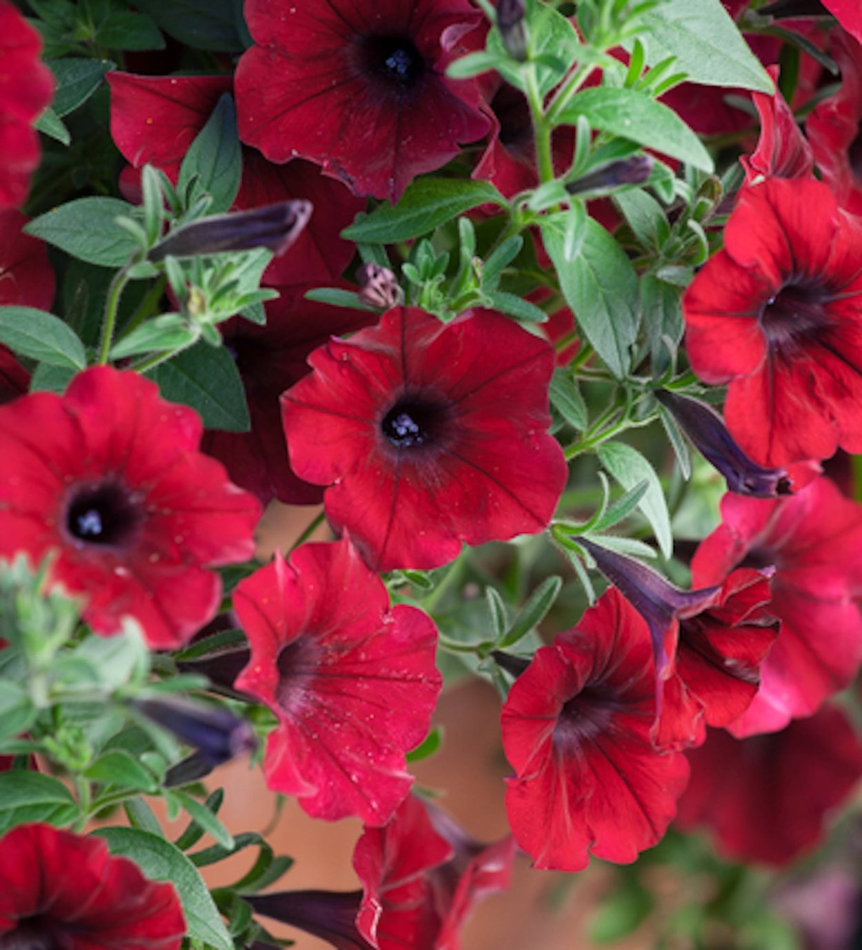 Петуния Тайдал Вейв Сильвер