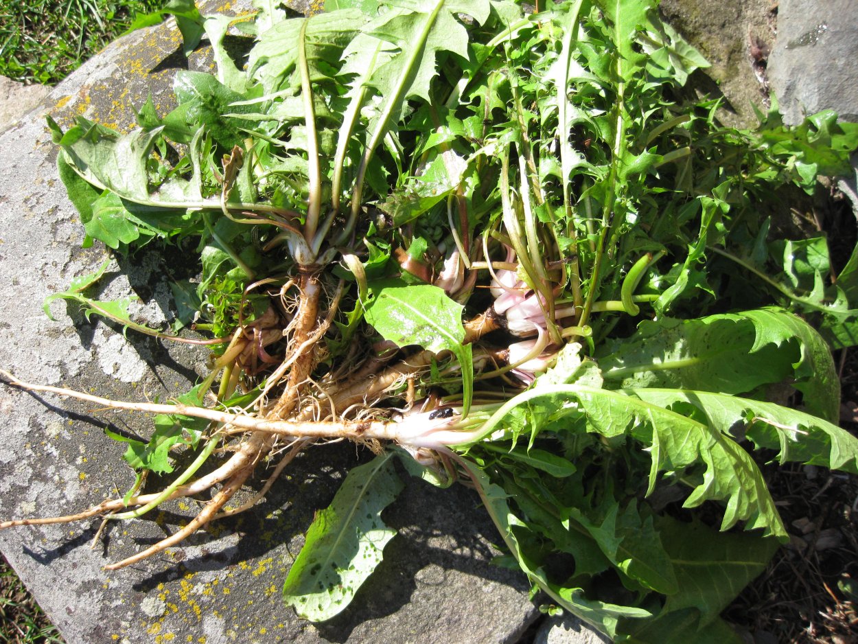 Огородный сорняк Березка