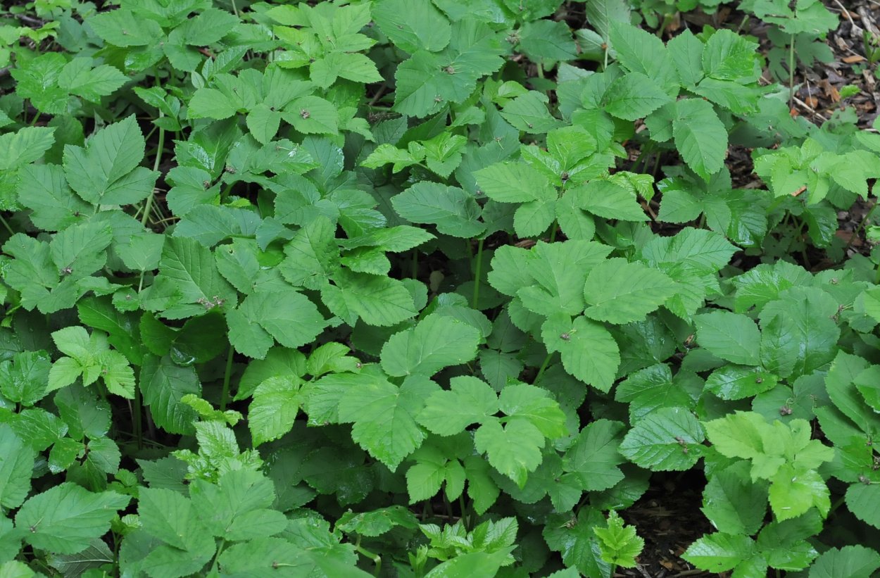 Растение похожее на одуванчик листьями