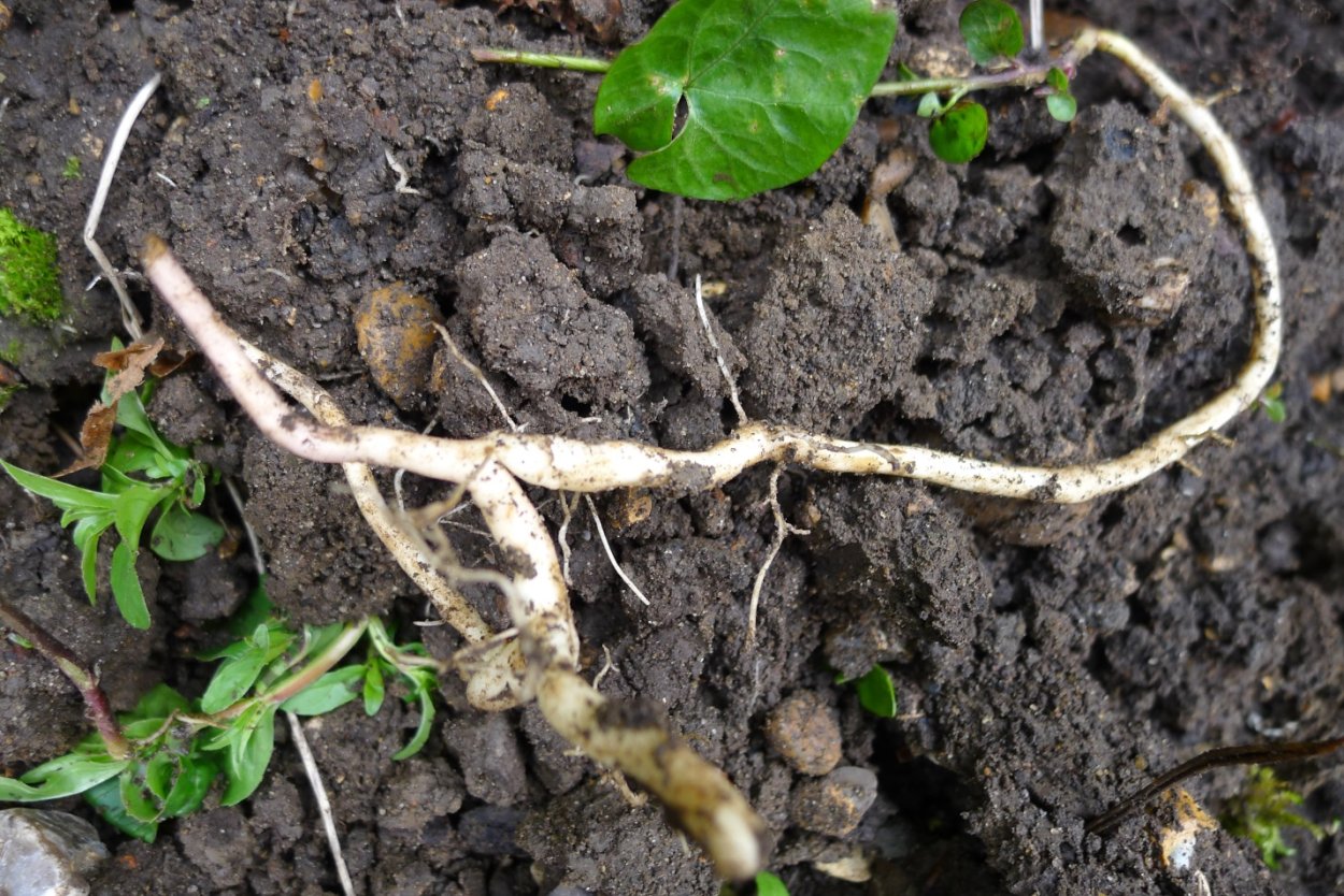 Вьюнок Березка сорняк