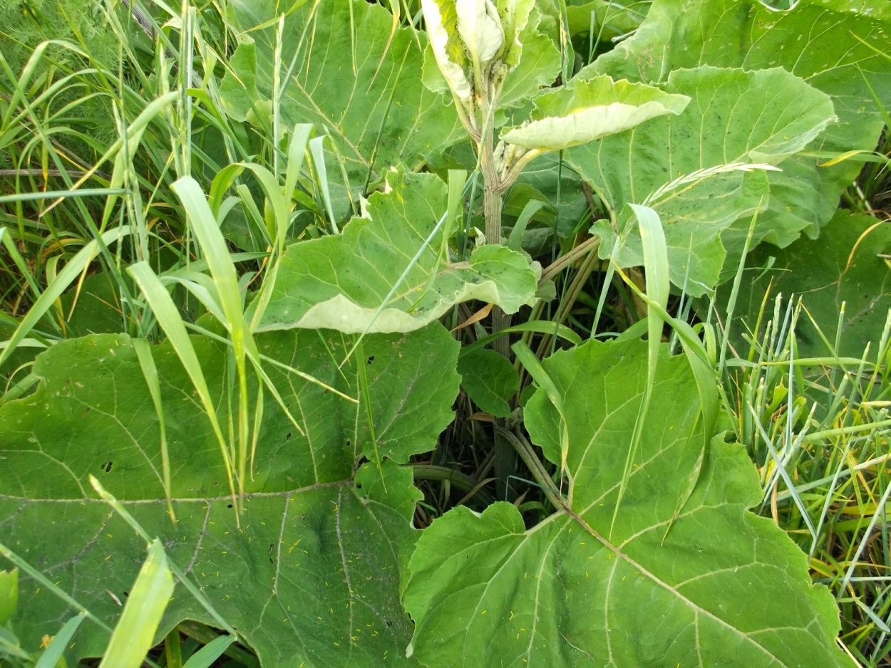 Белокоренка сорняк