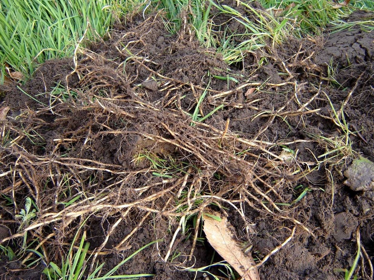 Пырей трава сорняк