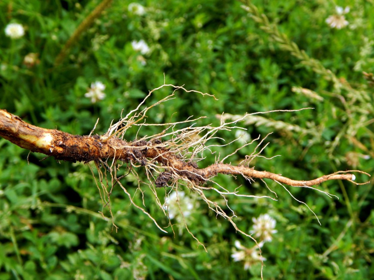 Сныть сорняк корни