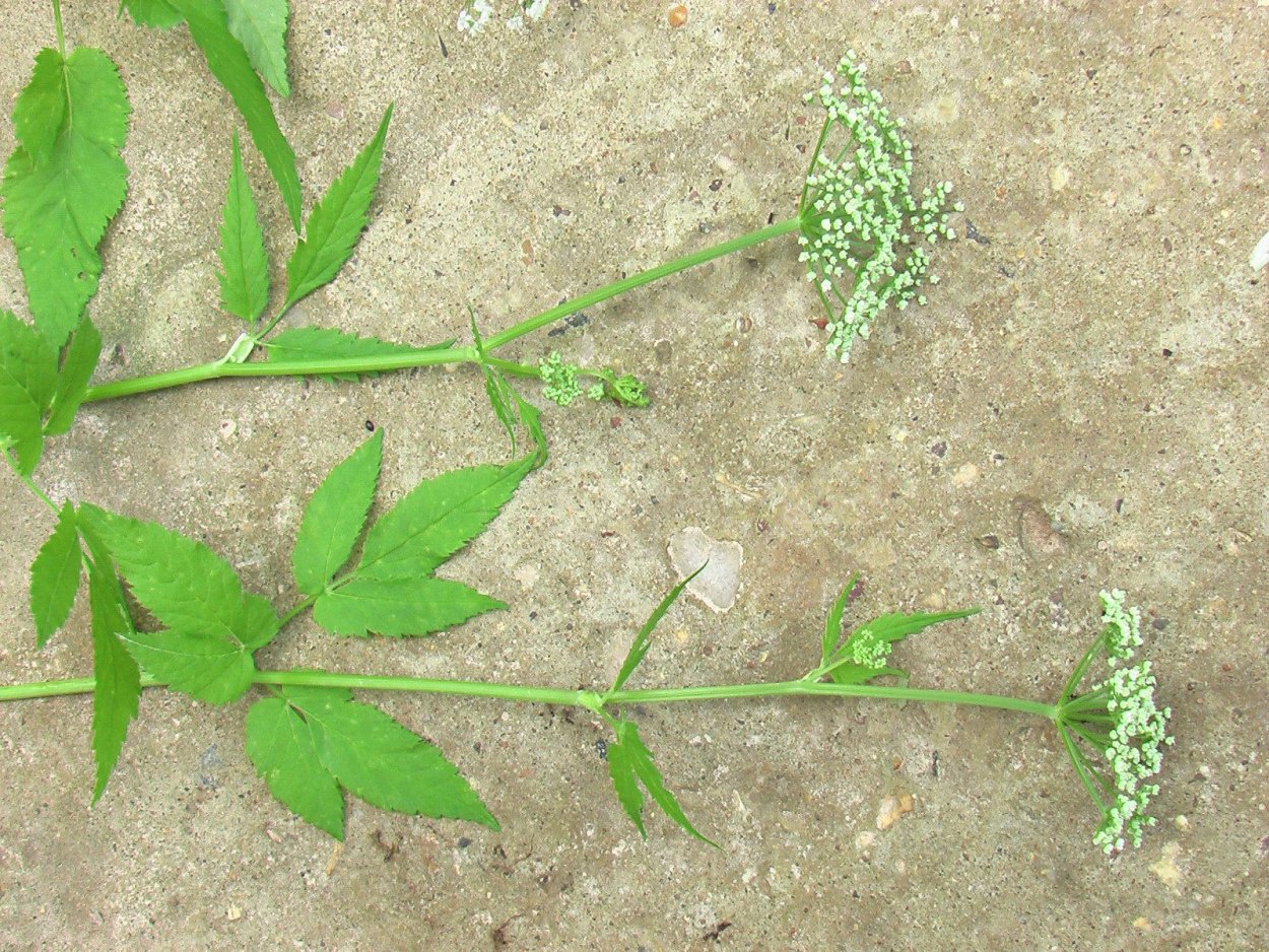 Сныть обыкновенная (Aegopodium podagraria)