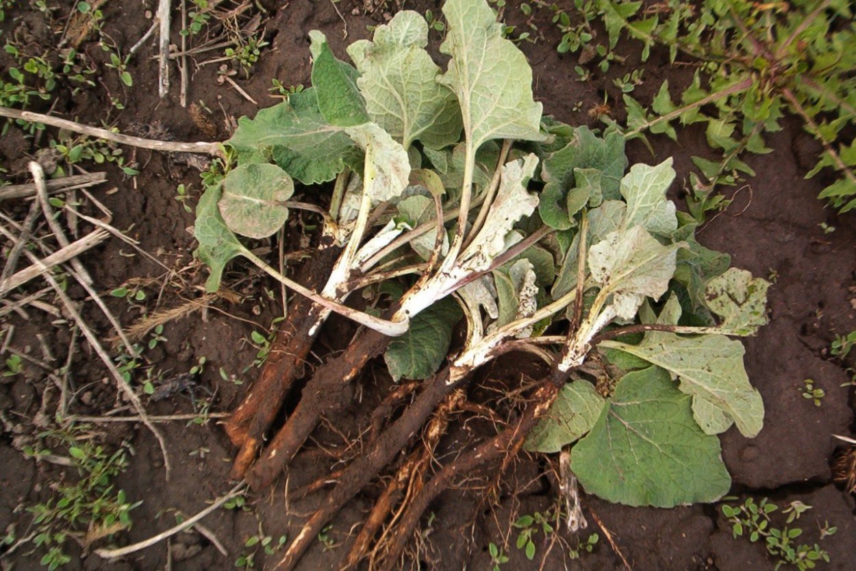 Трава пырей корни