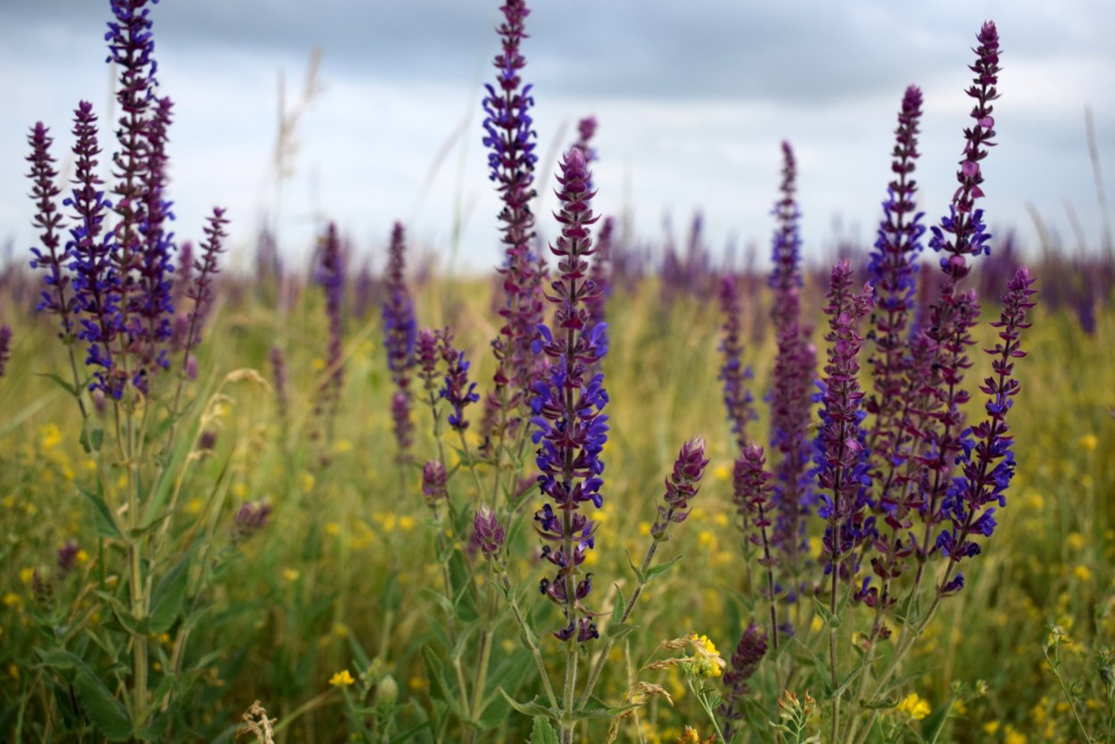 Шалфей Дубравный 'Mainacht'