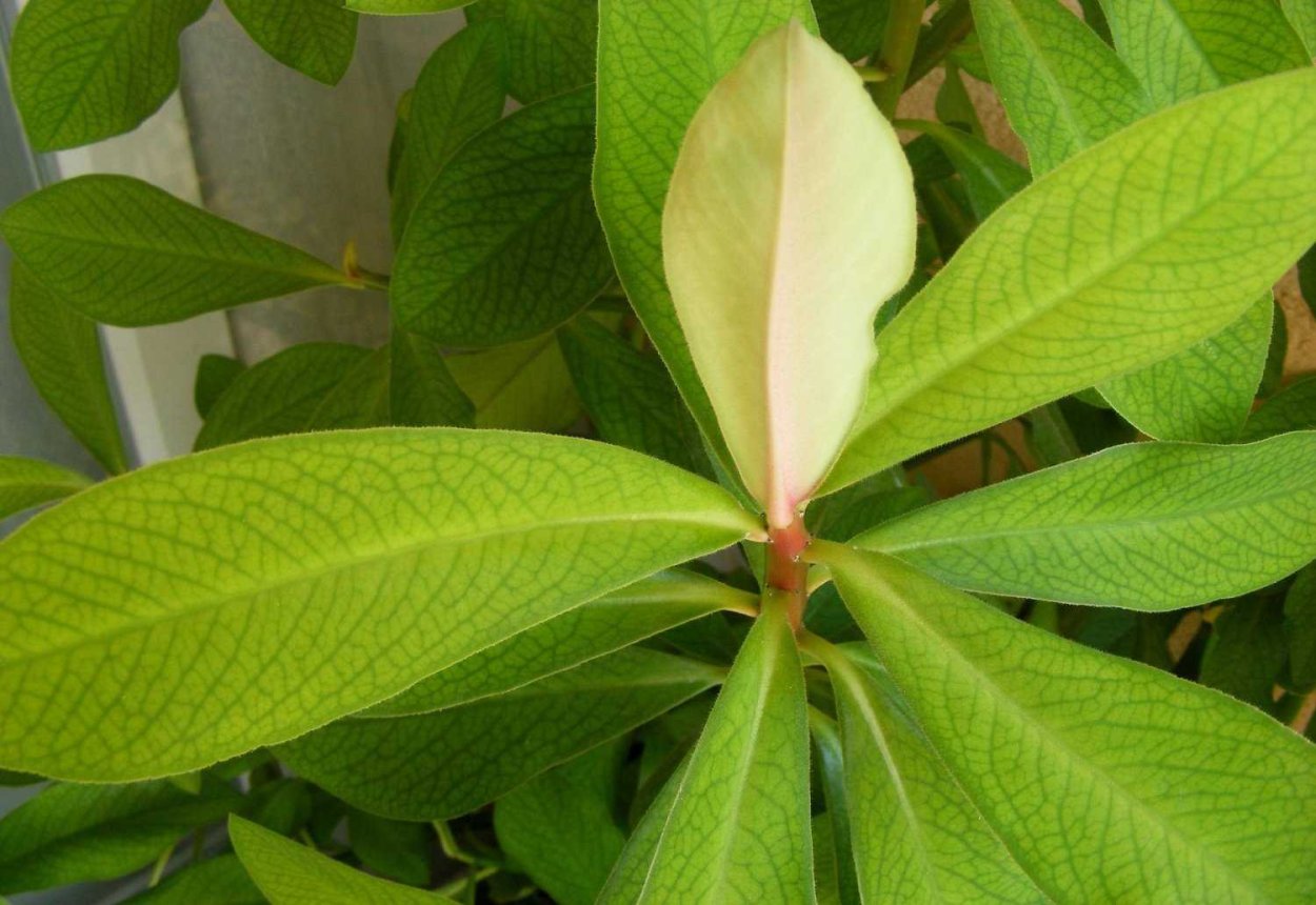 Молочай синадениум Гранта