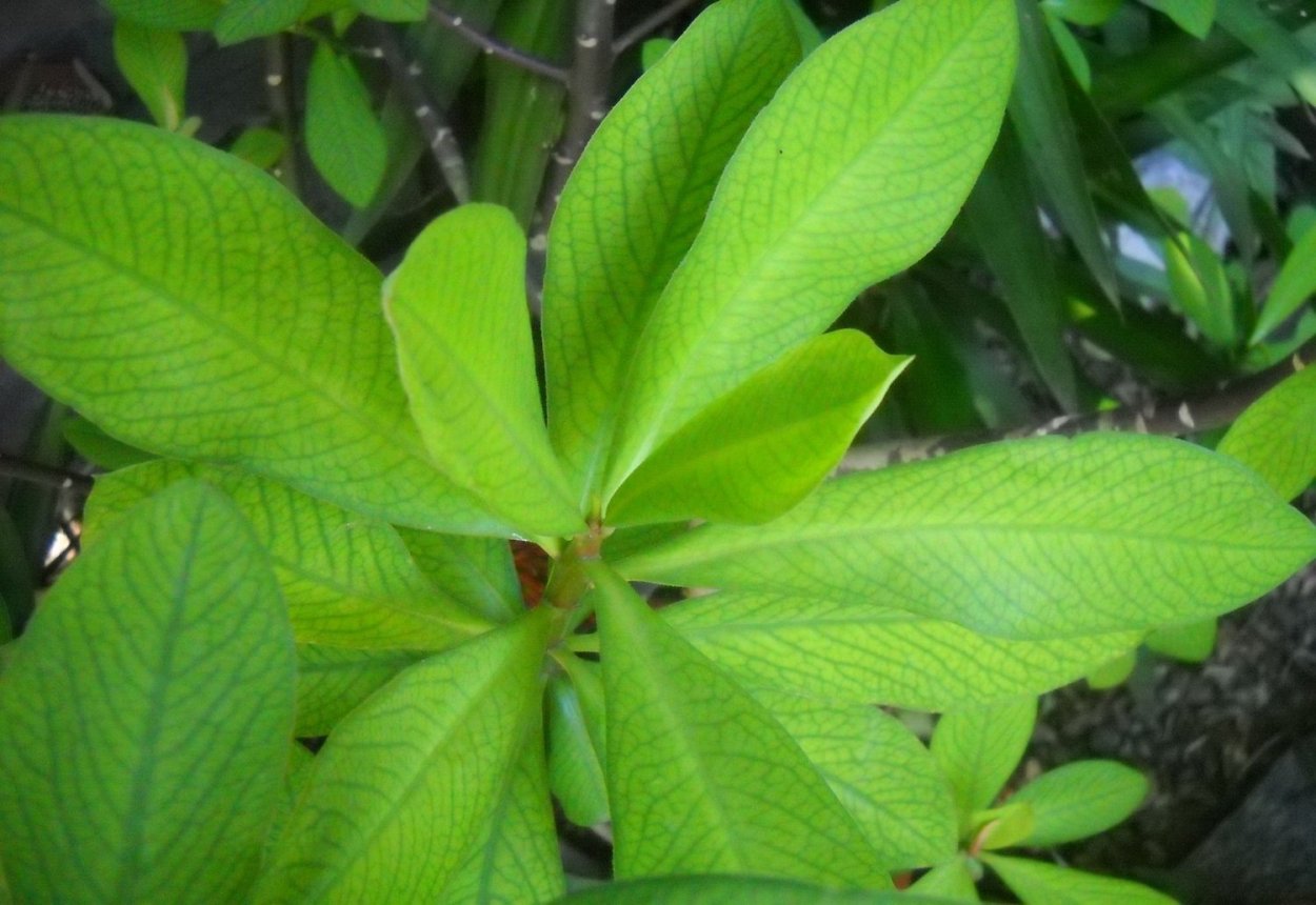 Молочай синадениум Гранта