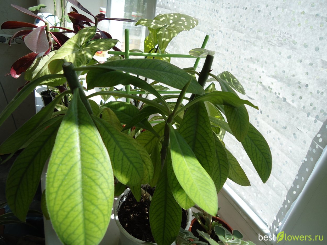 Молочай синадениум