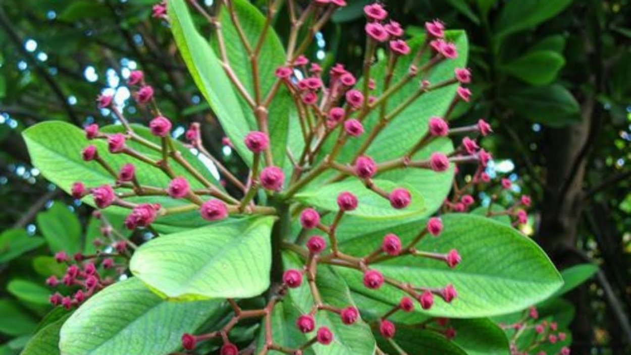 Молочай синадениум синадениум