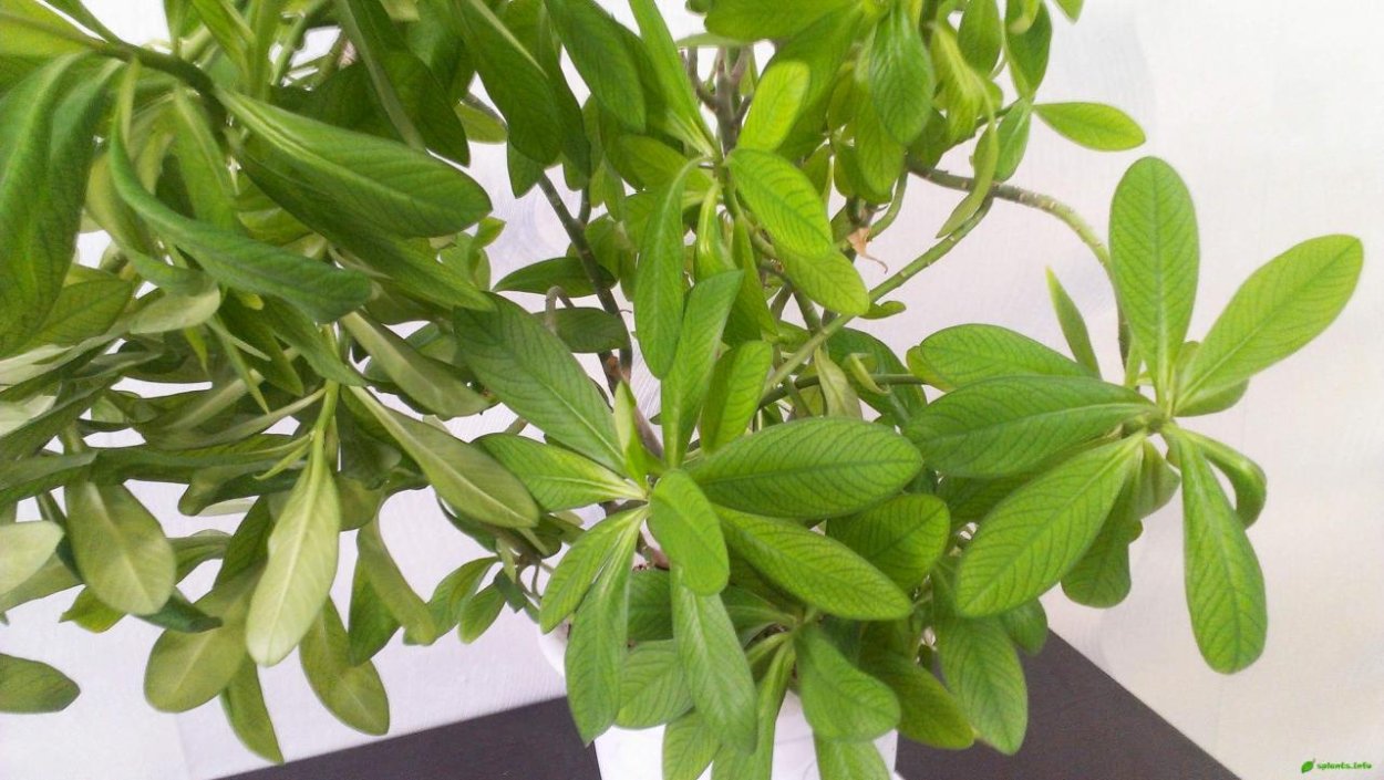 Молочай синадениум