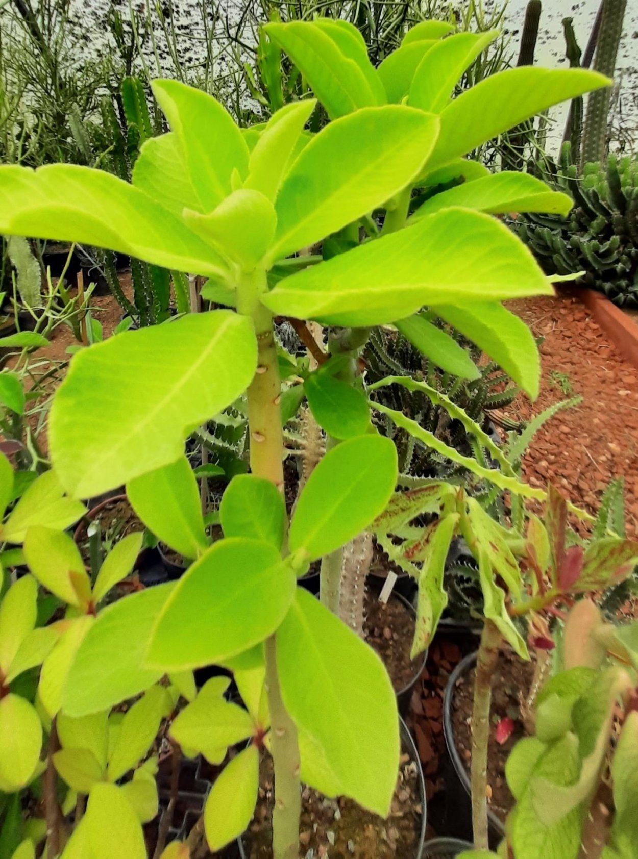 Синадениум молочай бордовый