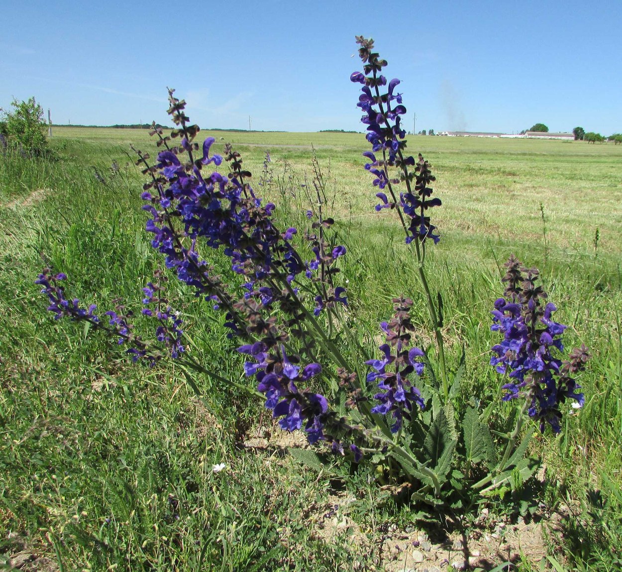 Лаванда Lavandula Vera