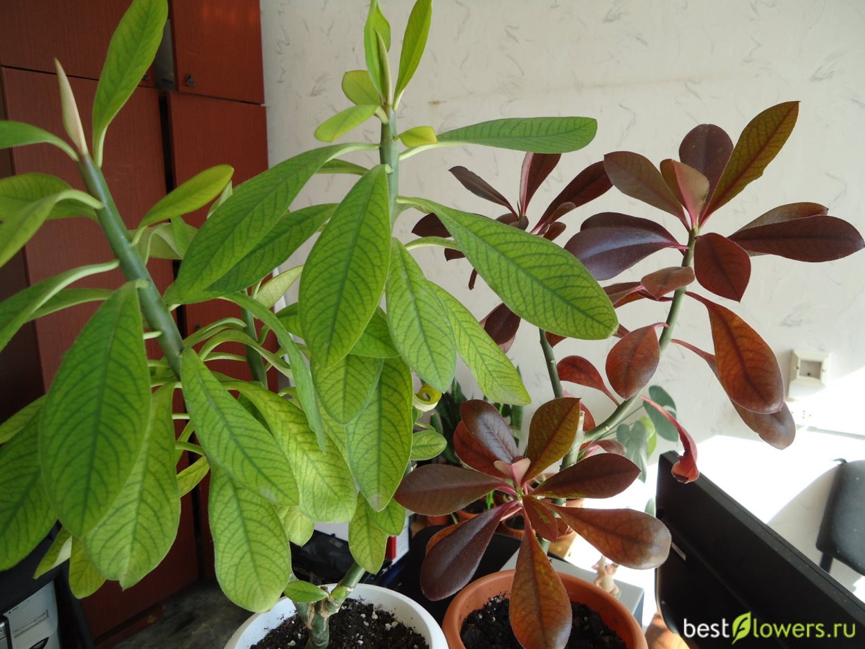 Синадениум Пальма