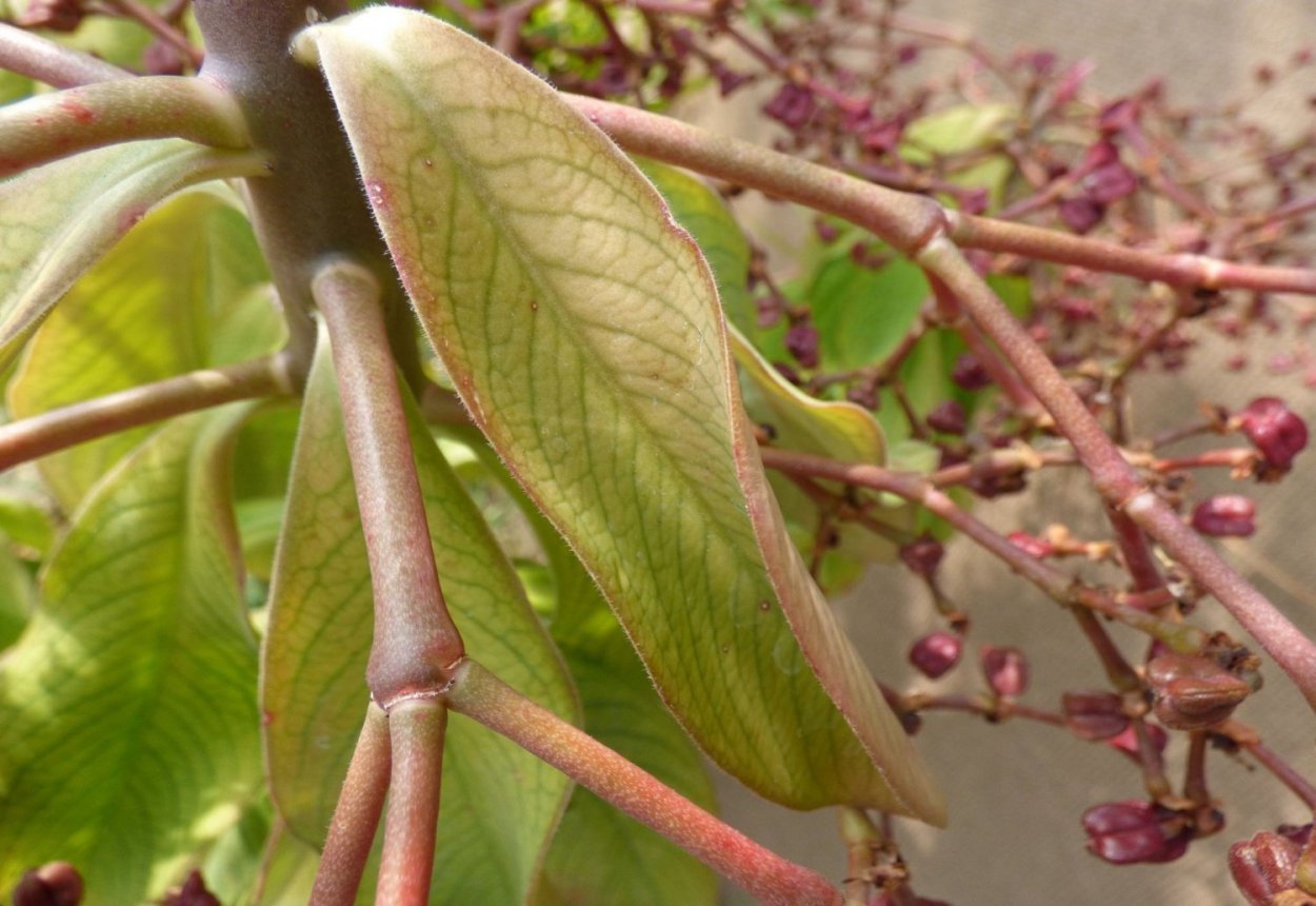 Синадениум полив