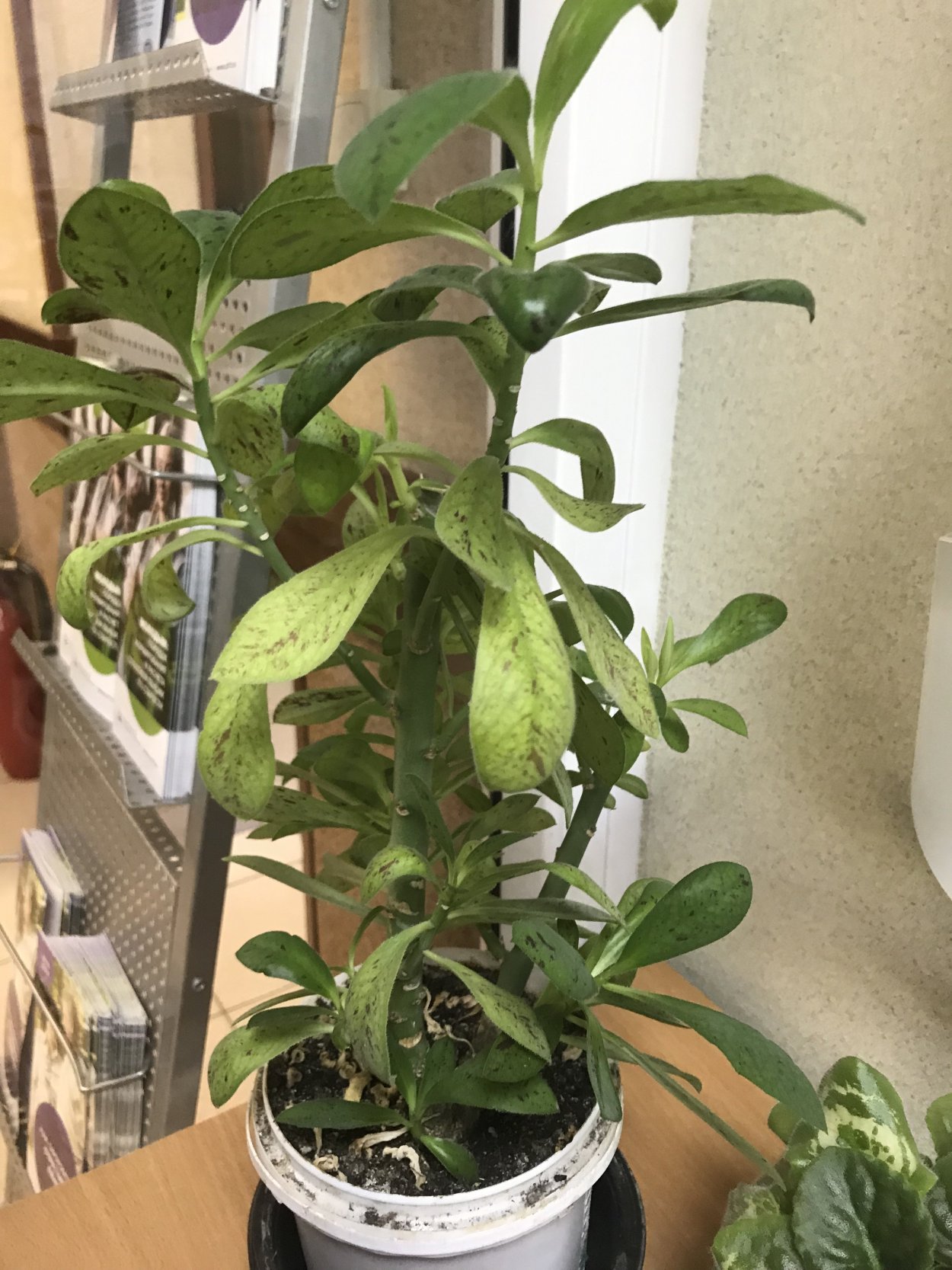 Синадениум зеленый