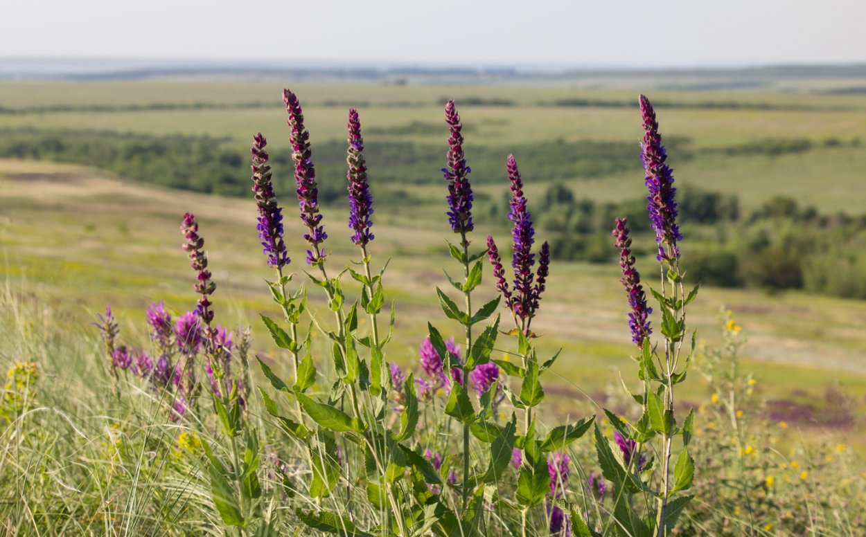 Котовник и шалфей Дубравный