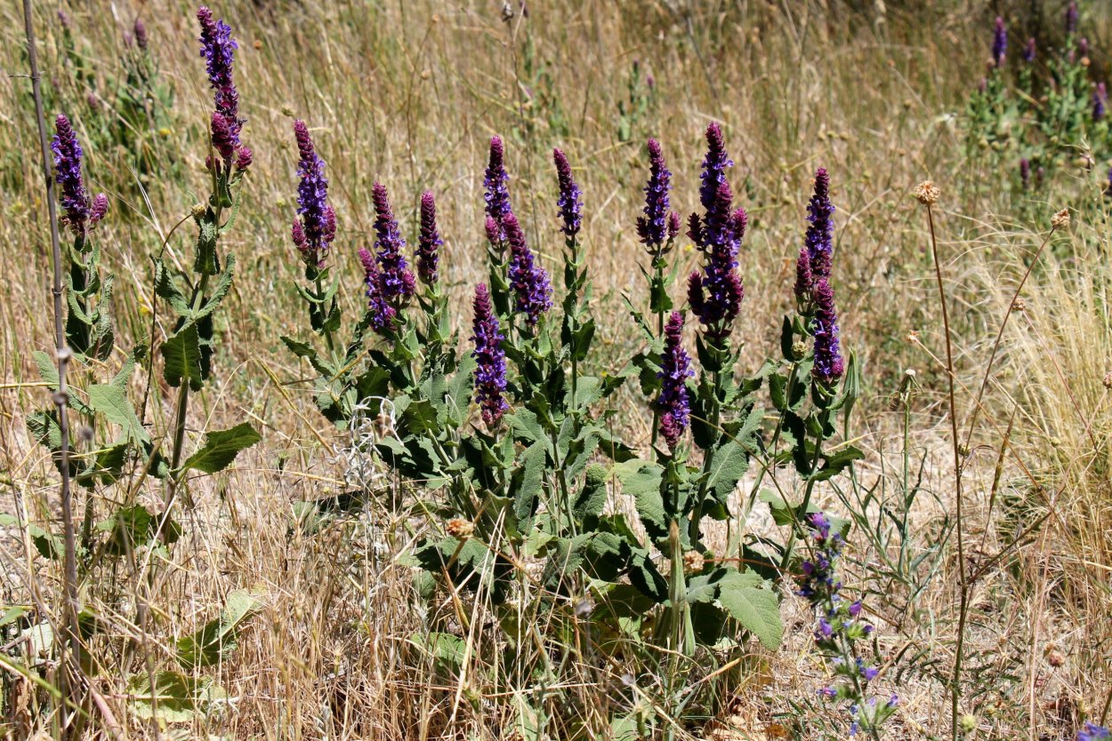 Вейник и шалфей