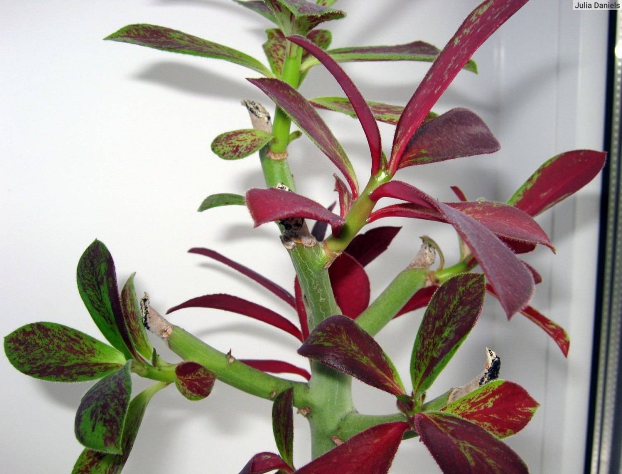 Молочай синадениум синадениум