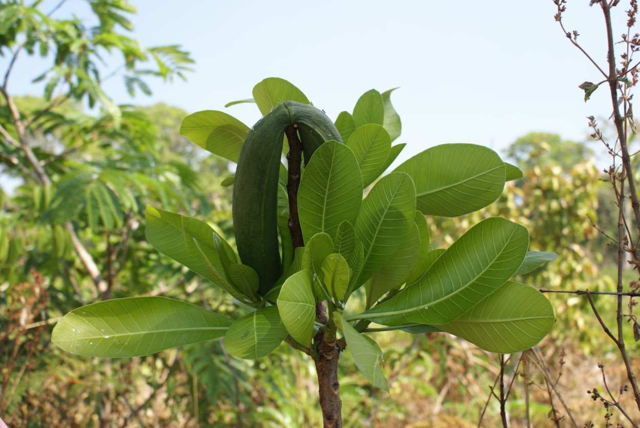 Молочай синадениум